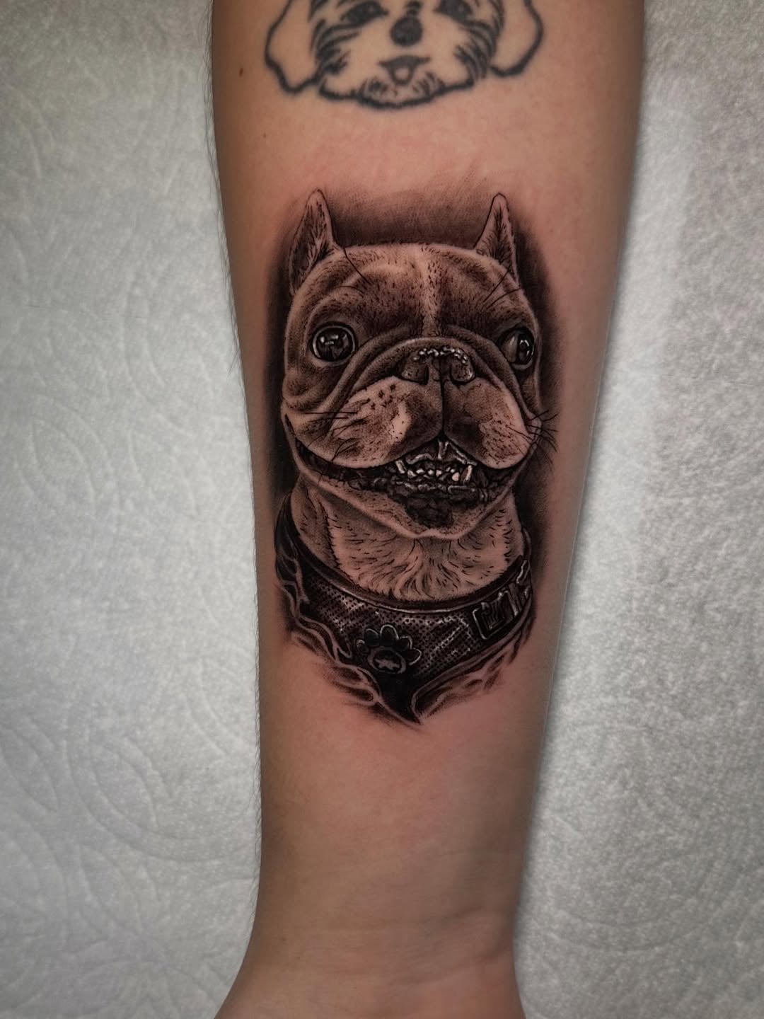 Frenchie portrait